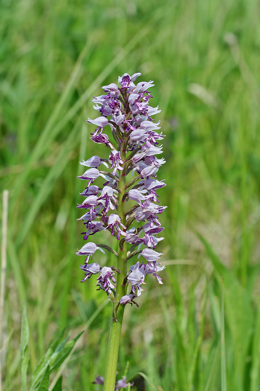 Изображение особи Orchis militaris.