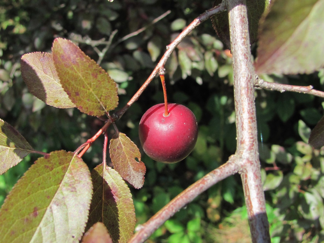 Image of Prunus cerasifera var. pissardii specimen.