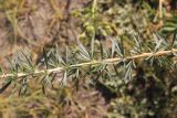 Caragana stenophylla. Часть ветви. Алтай, Улаганский р-н, долина р. Чулышман, окр. ручья Куркуре, степь. 6 августа 2020 г.