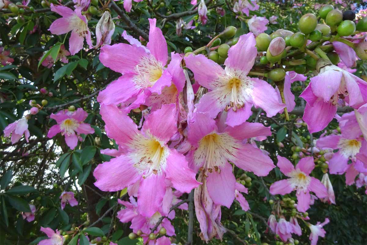 Изображение особи Ceiba pubiflora.