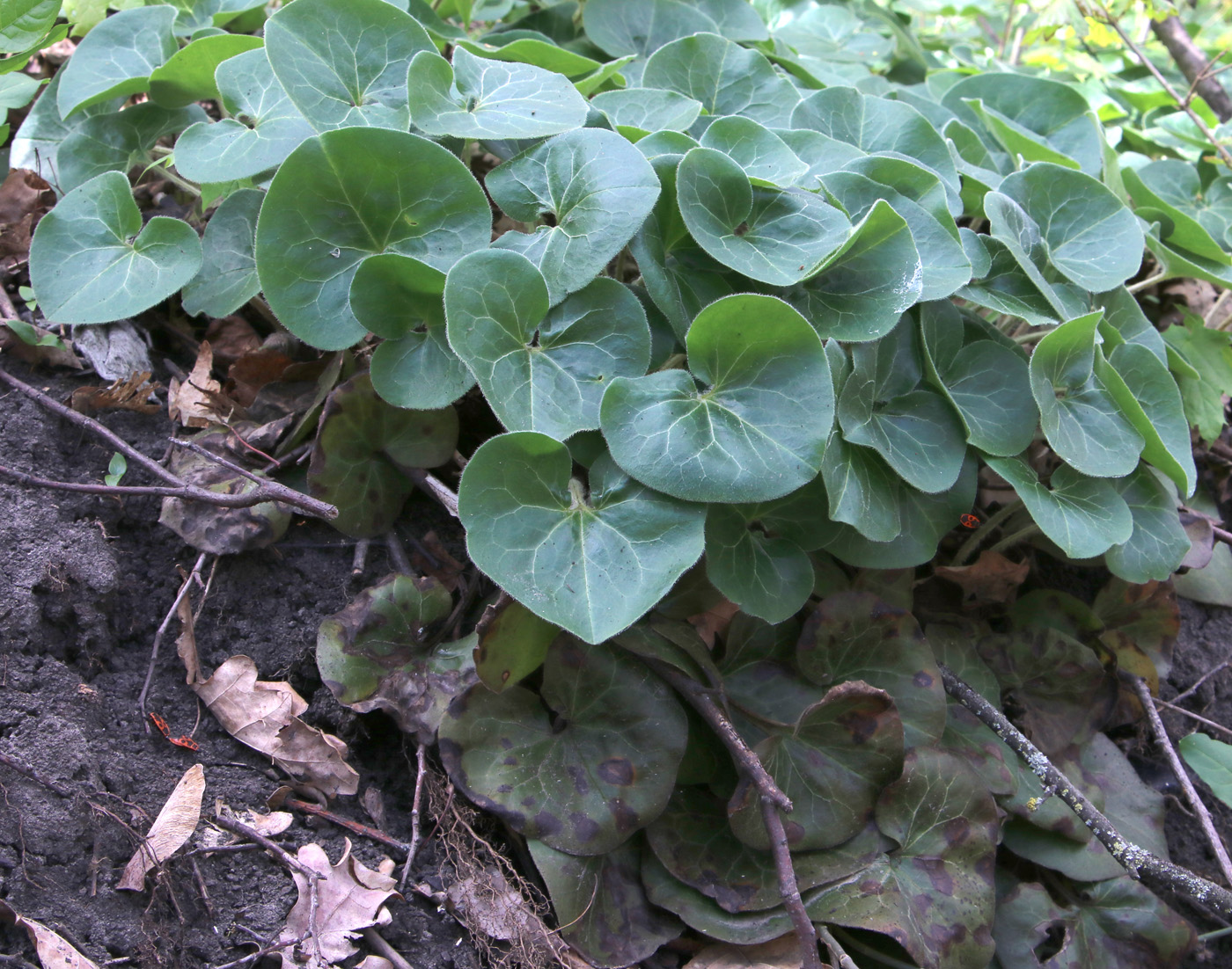 Image of Asarum europaeum specimen.