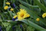 Doronicum orientale