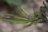 Image of taxon representative. Author is Максим Гуляев