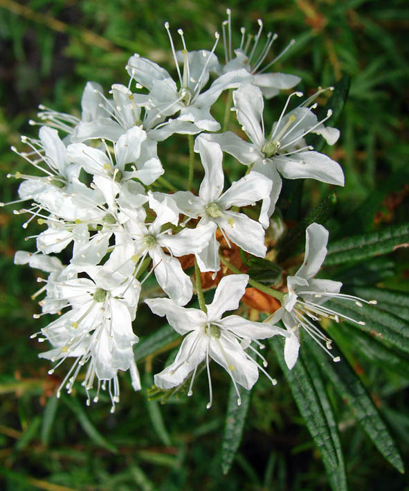 Image of Ledum palustre specimen.