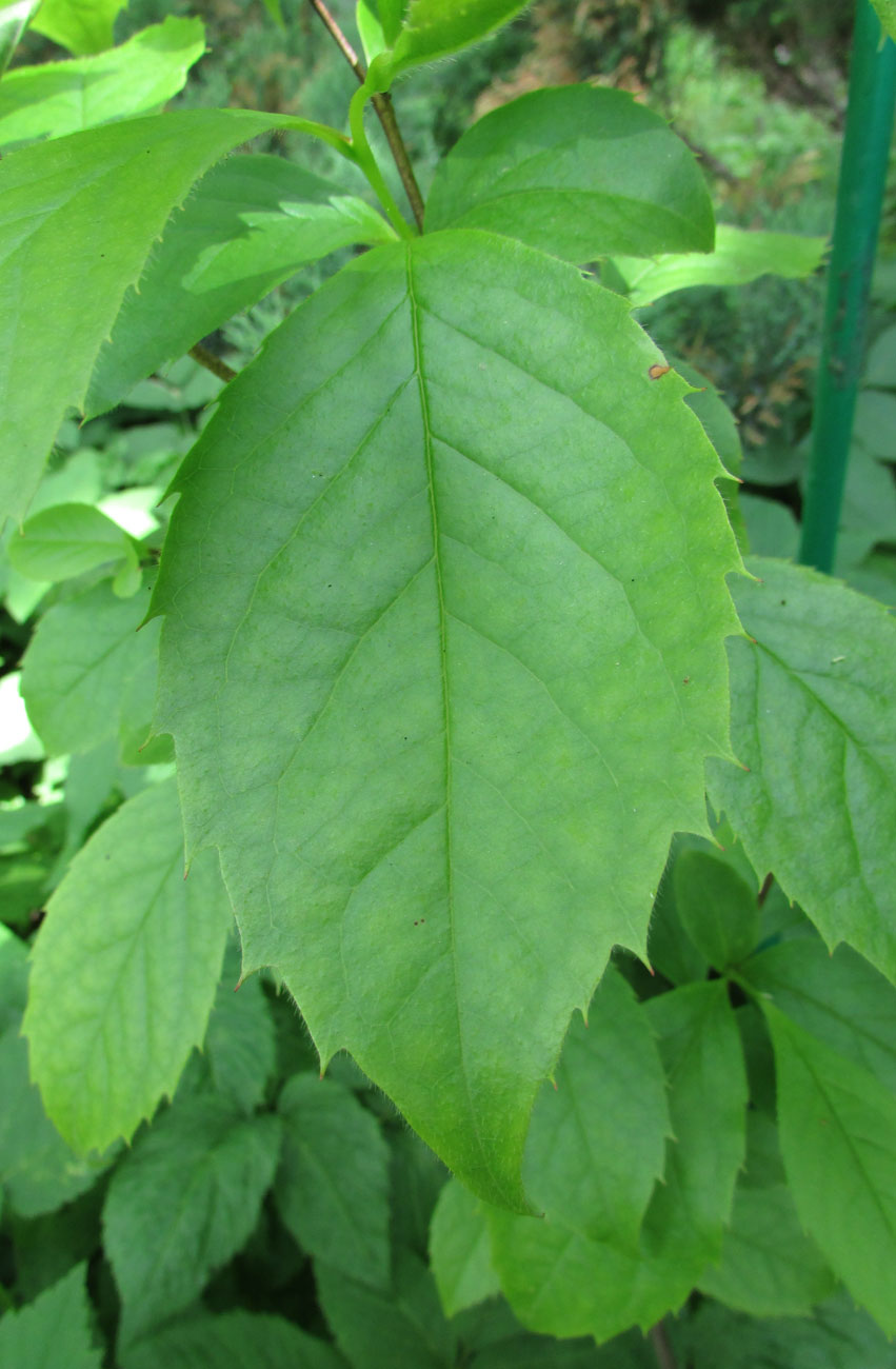 Image of Stewartia rostrata specimen.