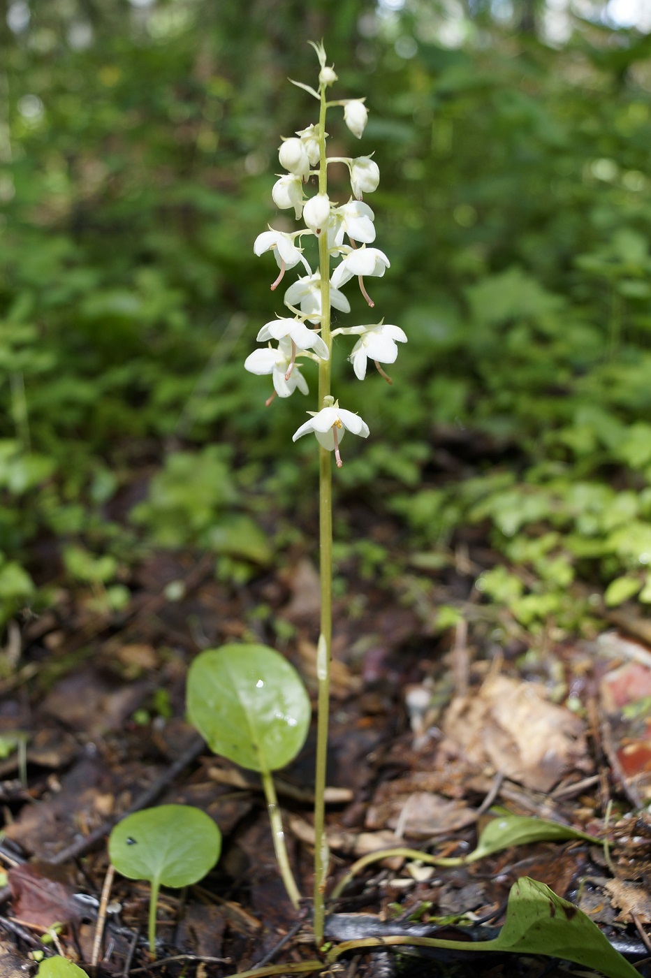 Изображение особи Pyrola rotundifolia.