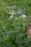 Hesperis voronovii