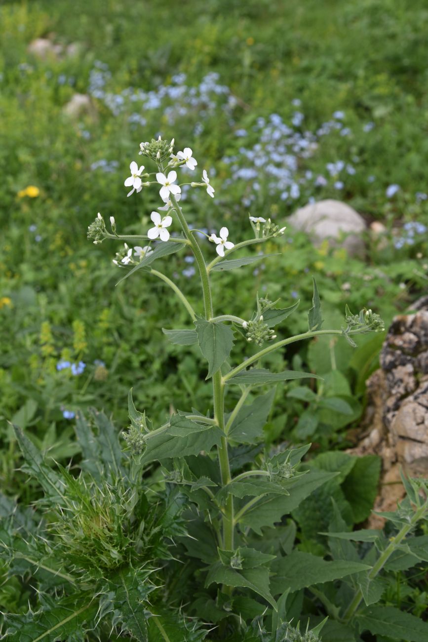 Изображение особи Hesperis voronovii.