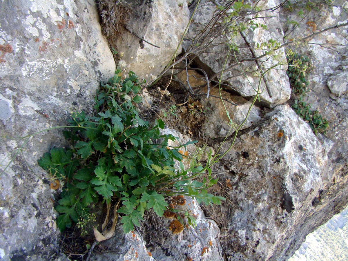 Image of Aulacospermum alaicum specimen.