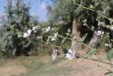 Althaea taurinensis. Верхушка цветущего побега. Крым, Севастополь, окр. с. Орловка, берег реки Качи. 03.08.2022.