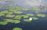 Nymphaea candida