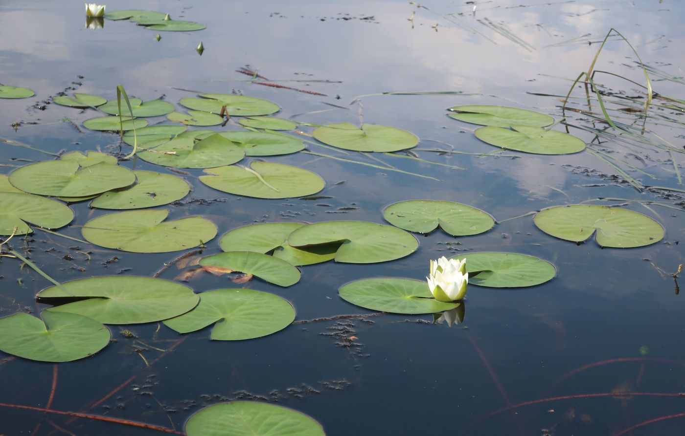 Image of Nymphaea candida specimen.