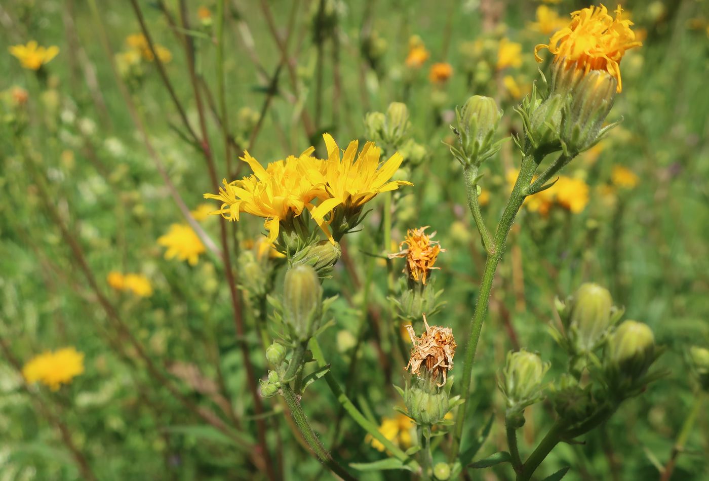 Image of Picris hieracioides specimen.