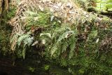 class Polypodiopsida. Растения на замшелом стволе дерева. Австралия, штат Тасмания, национальный парк \"Mount Field\". 25.12.2010.