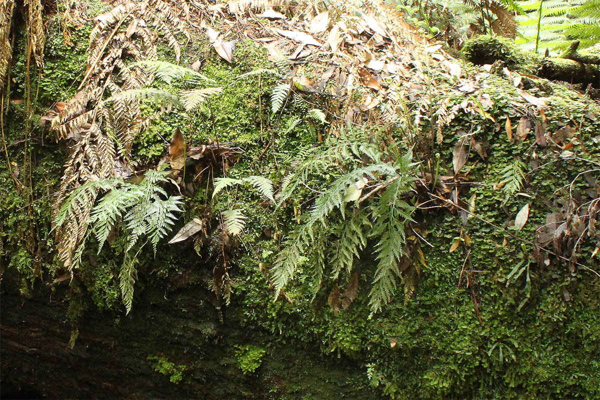 Image of class Polypodiopsida specimen.