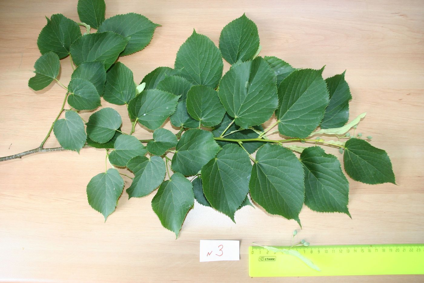 Изображение особи Tilia begoniifolia.