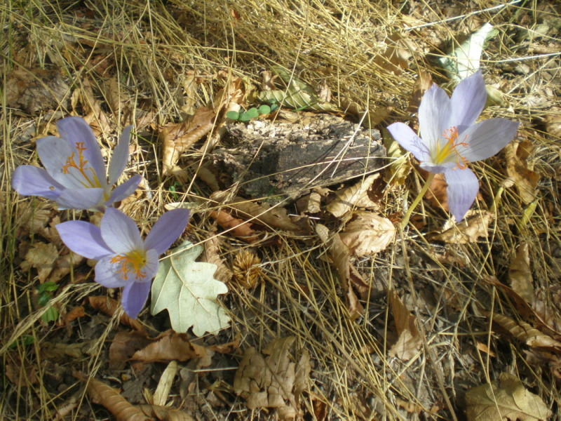 Изображение особи Crocus speciosus.