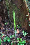 род Amorphophallus