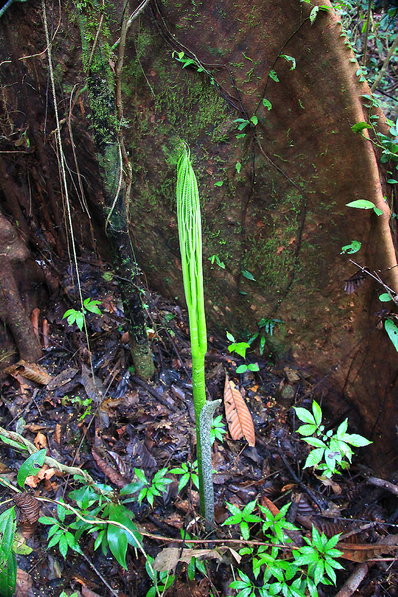Изображение особи род Amorphophallus.