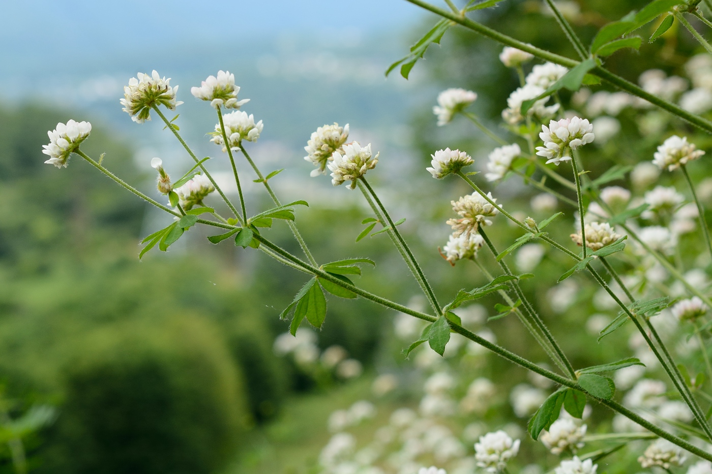 Изображение особи Dorycnium graecum.