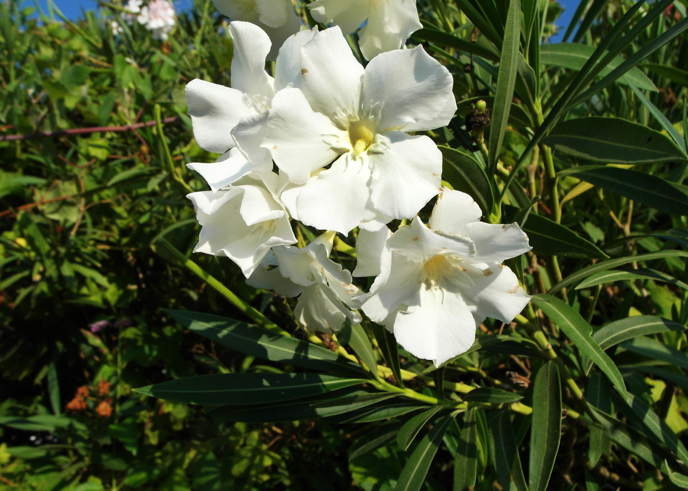 Изображение особи Nerium oleander.