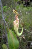 Nepenthes stenophylla. Ловчий кувшинчик. Малайзия, штат Саравак, национальный парк \"Бако\". 30.04.2008.