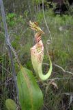 Nepenthes stenophylla