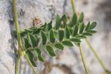 Astragalus freynii