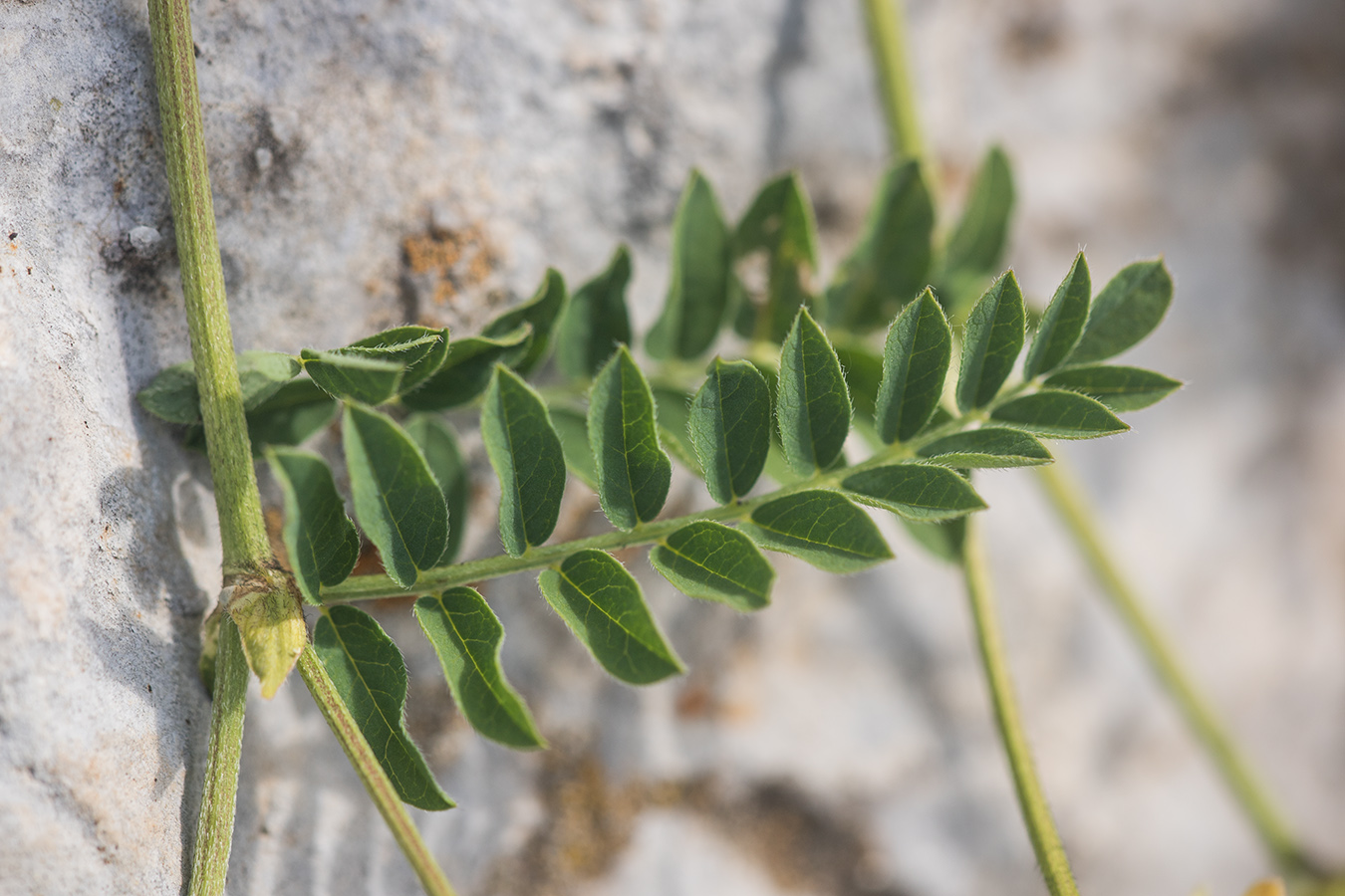 Image of Astragalus freynii specimen.