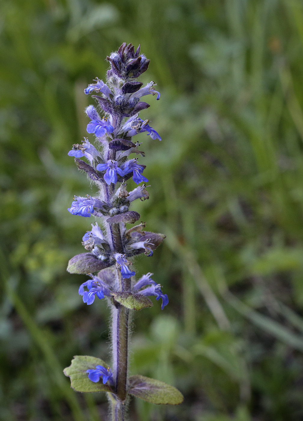 Image of Ajuga reptans specimen.