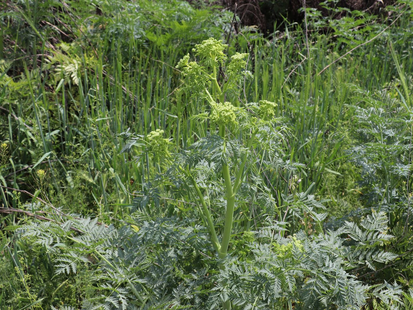 Изображение особи Conium maculatum.