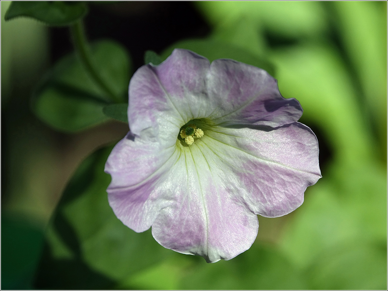 Image of Petunia &times; hybrida specimen.