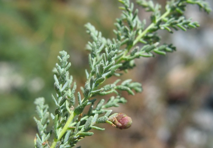 Image of Myricaria bracteata specimen.