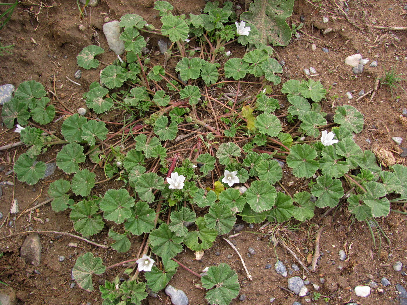 Изображение особи Malva neglecta.