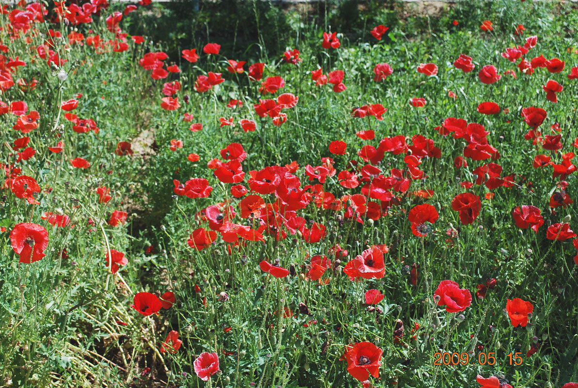 Изображение особи Papaver rhoeas.