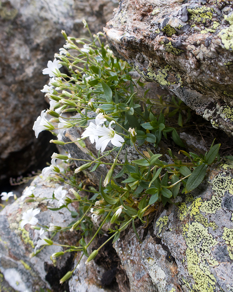 Image of genus Cerastium specimen.