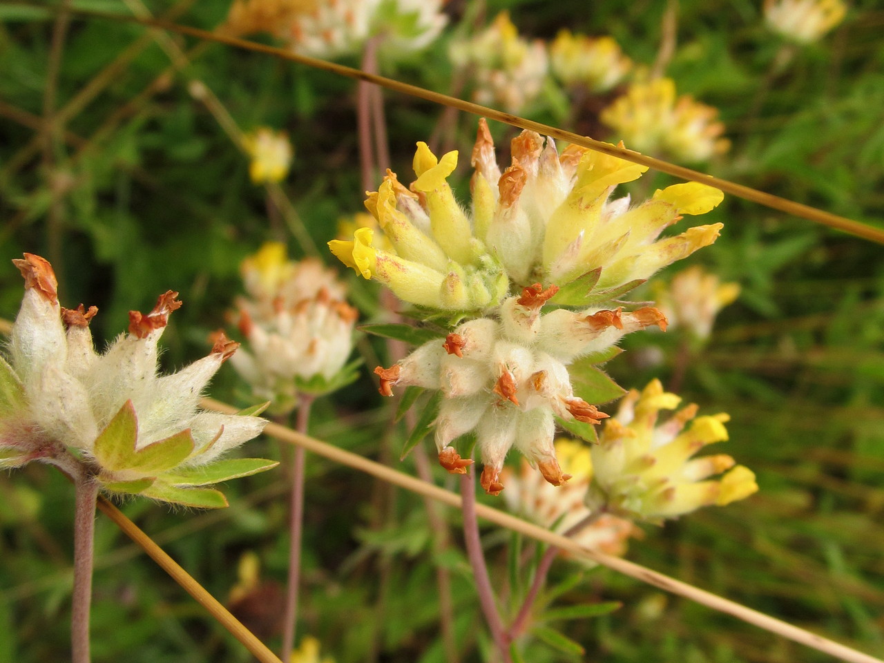 Изображение особи Anthyllis vulneraria.