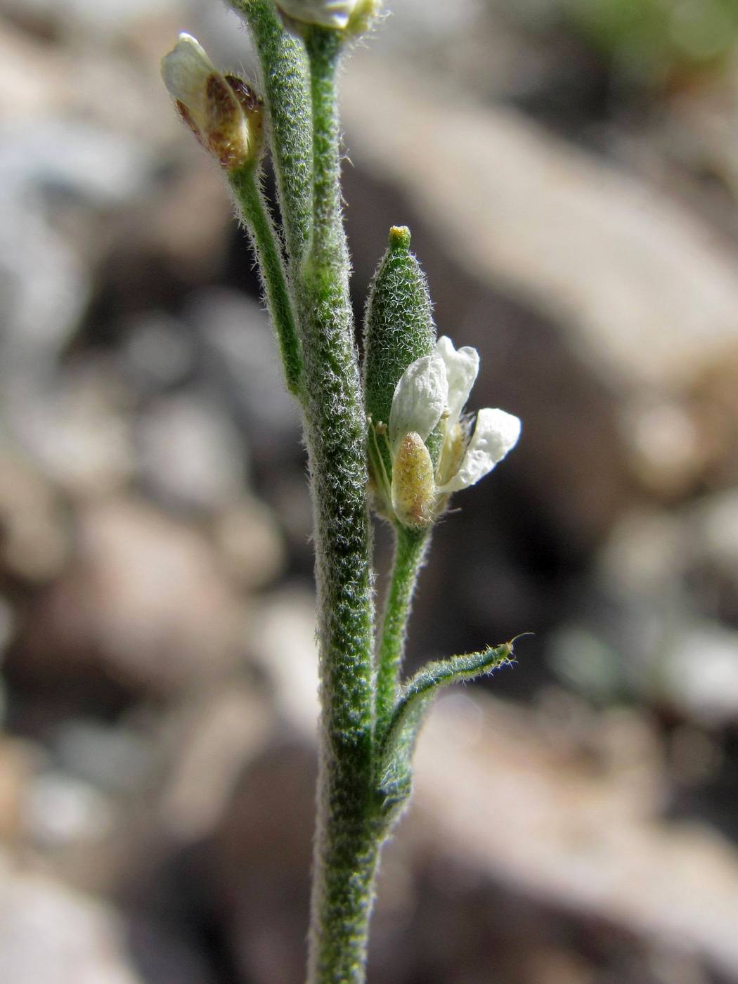 Image of Draba cana specimen.