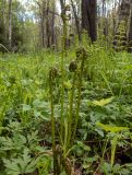 Athyrium filix-femina