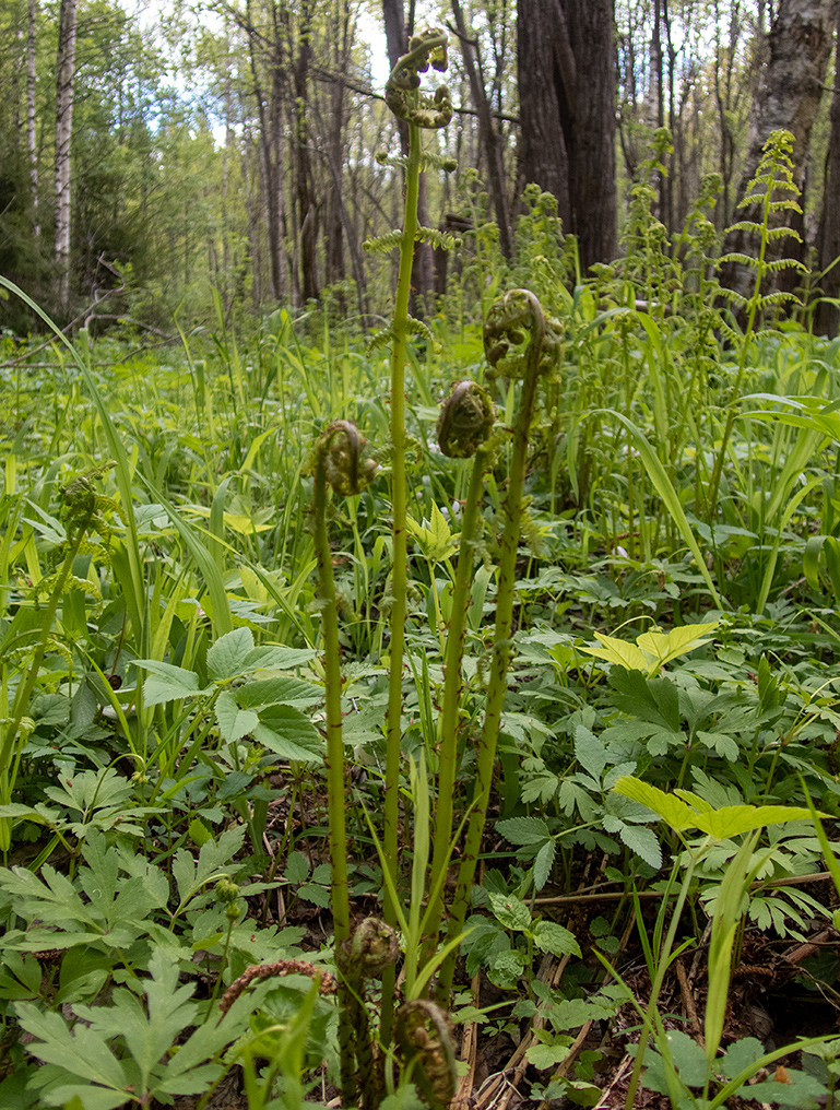 Изображение особи Athyrium filix-femina.