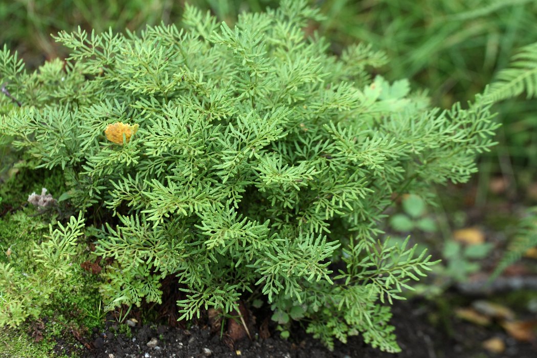 Image of Cryptogramma crispa specimen.