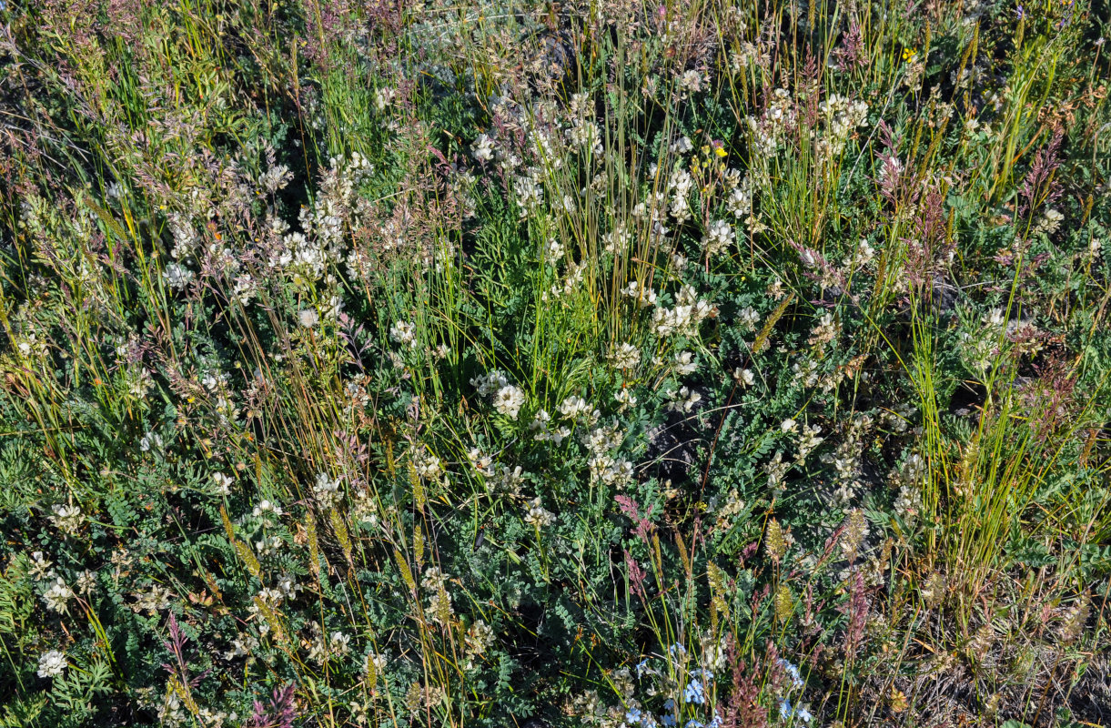 Изображение особи Astragalus multicaulis.