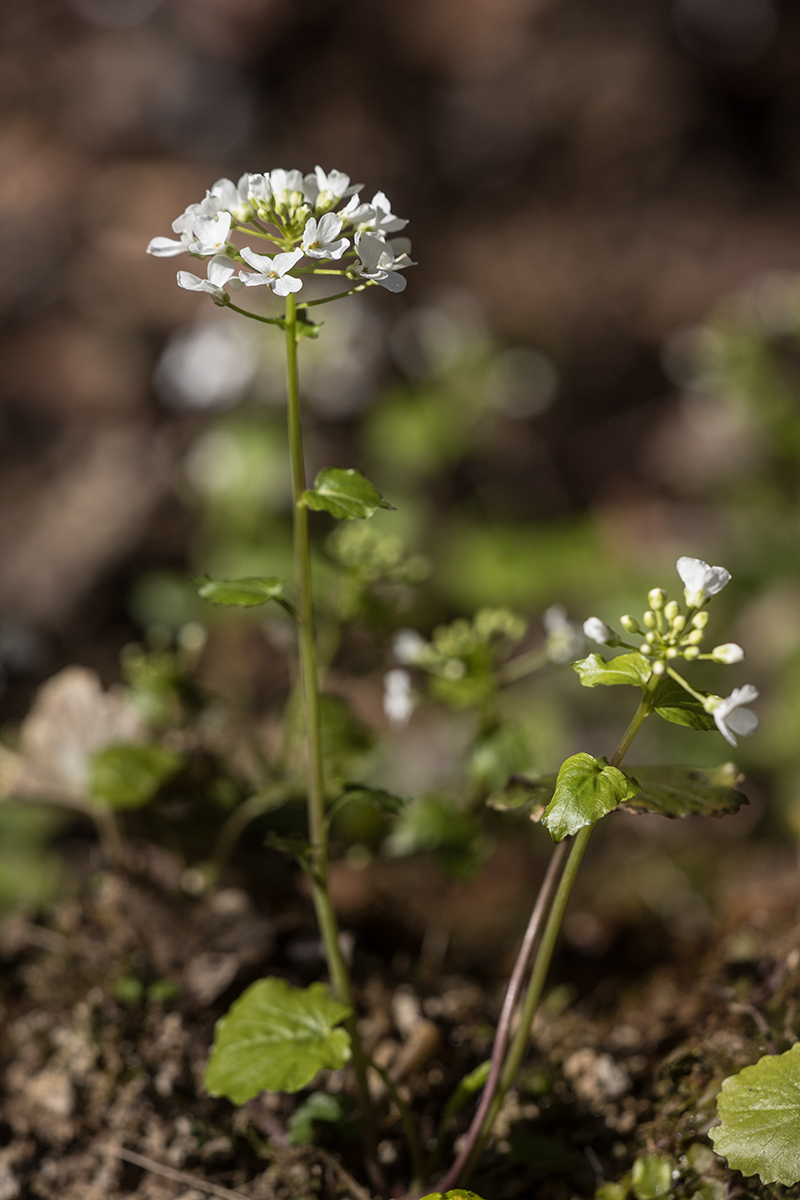 Image of Pachyphragma macrophyllum specimen.