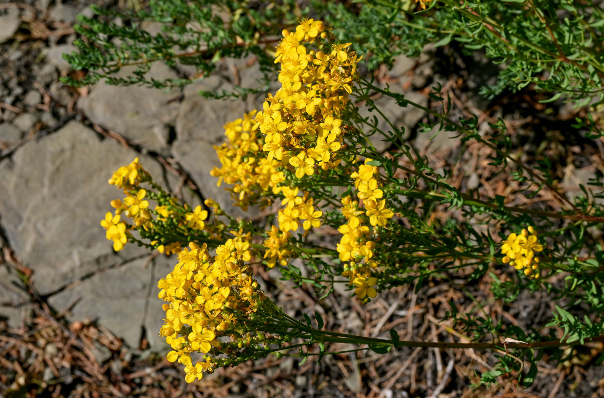 Изображение особи Hypericum scabrum.