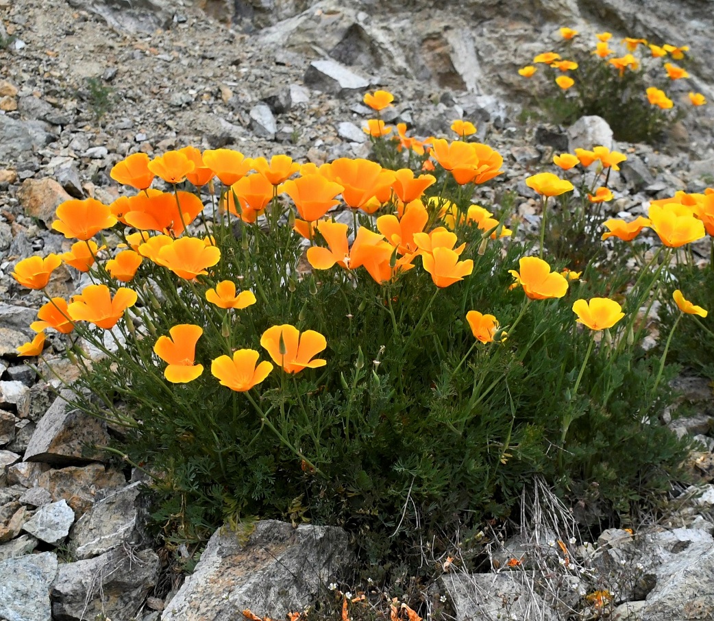 Изображение особи Eschscholzia californica.