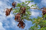 Leucaena leucocephala. Ветви с плодами и соцветиями. Египет, мухафаза Асуан, храмовый комплекс Абу-Симбел, в культуре. 04.05.2023.