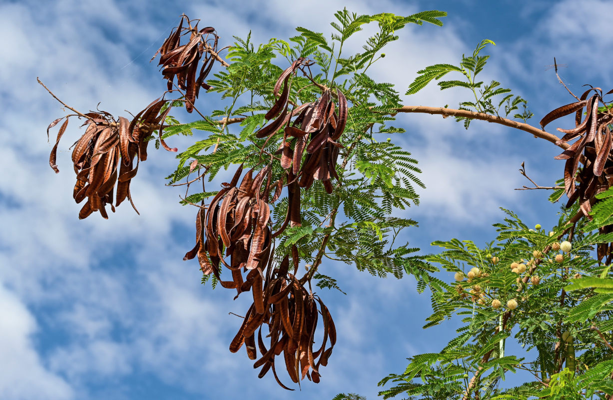 Изображение особи Leucaena leucocephala.