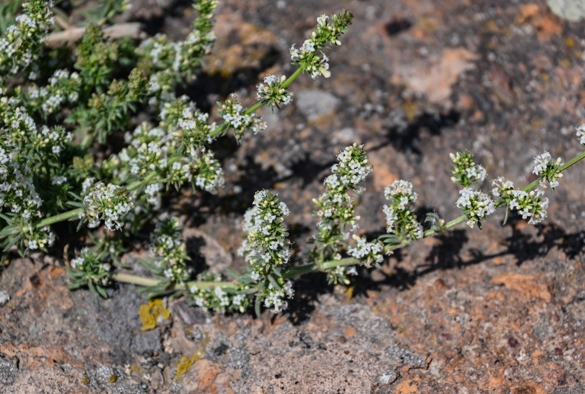 Изображение особи Galium vartanii.