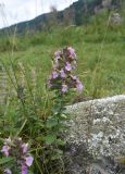 Teucrium chamaedrys