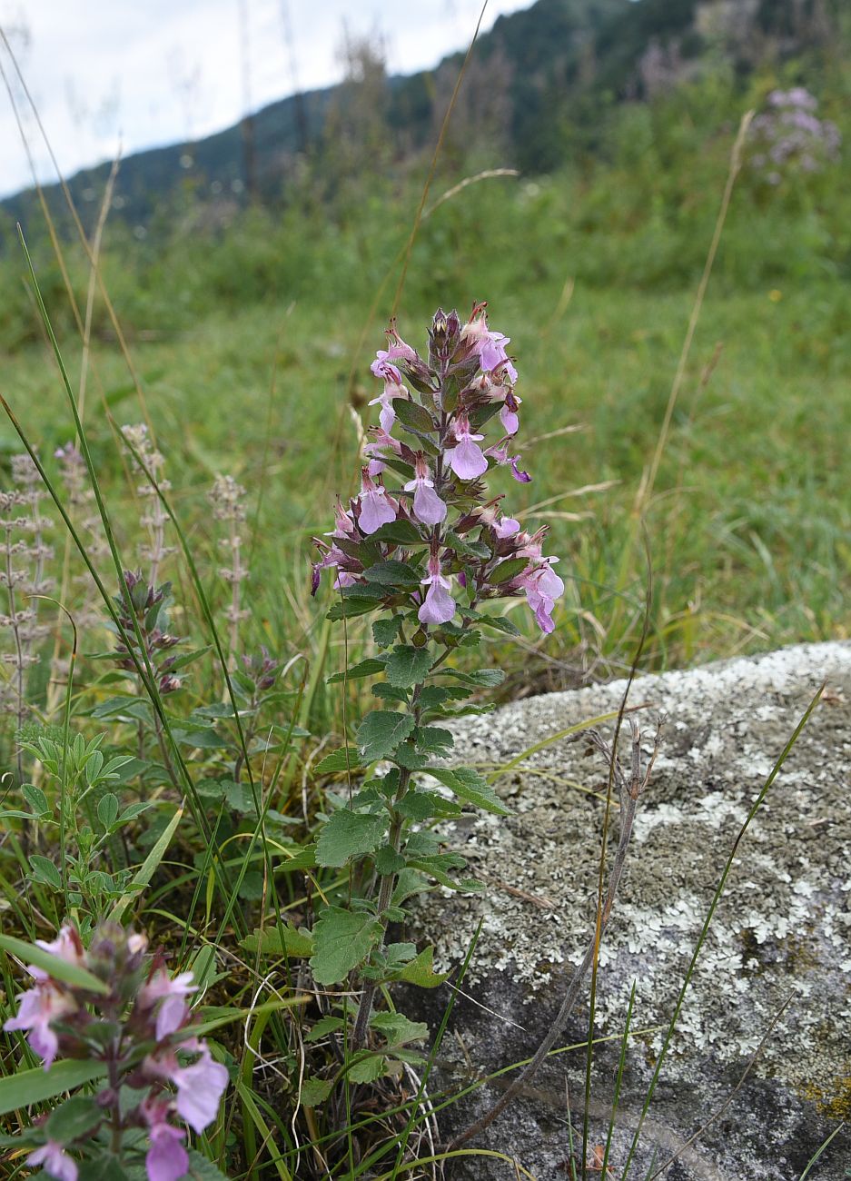 Изображение особи Teucrium chamaedrys.